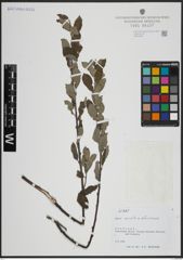 Foto von Salix atrocinerea Brot. x Salix aurita L.